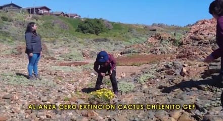 cactus chilenito los vilos